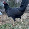 mcrae hens gamefowl for sale