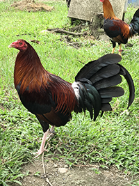 CaRaBlades Game Roosters 1 CaRaBlades Game Roosters 1