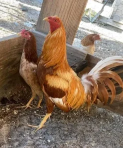 pumpkin hulsey roosters for sale