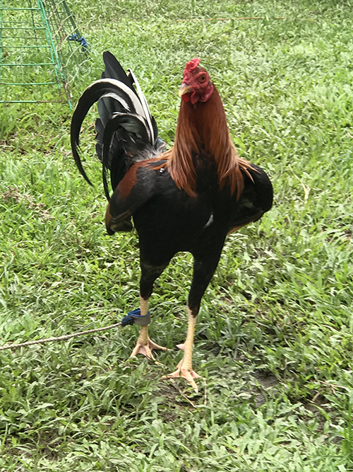 RedNecks Game Roosters for Sale RedNecks Game Roosters for Sale