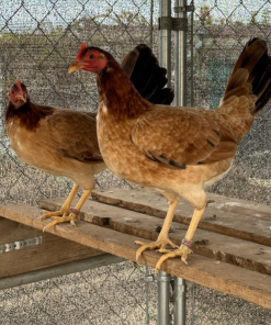 Pure Kelso Trio for sale