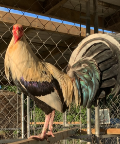 Grey Bobby Fairchild Broodcock