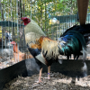 Sweater Grey Cross gamefowl