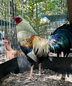 Sweater Grey Cross gamefowl