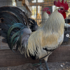 Joe Redmond Grey Brood Cocks