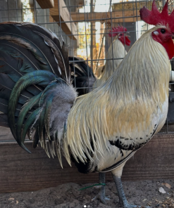 Joe Redmond Grey Brood Cocks
