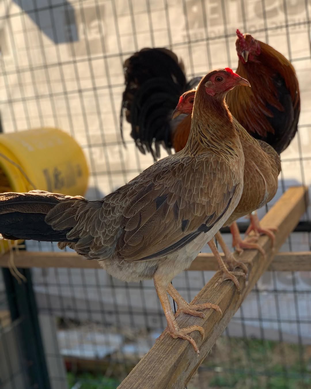 Lemon Sweater gamefowl trio for sale Lemon Sweater gamefowl trio for sale