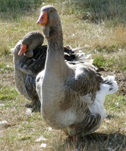 19 Months Toulouse (Dewlap) Goose for Sale