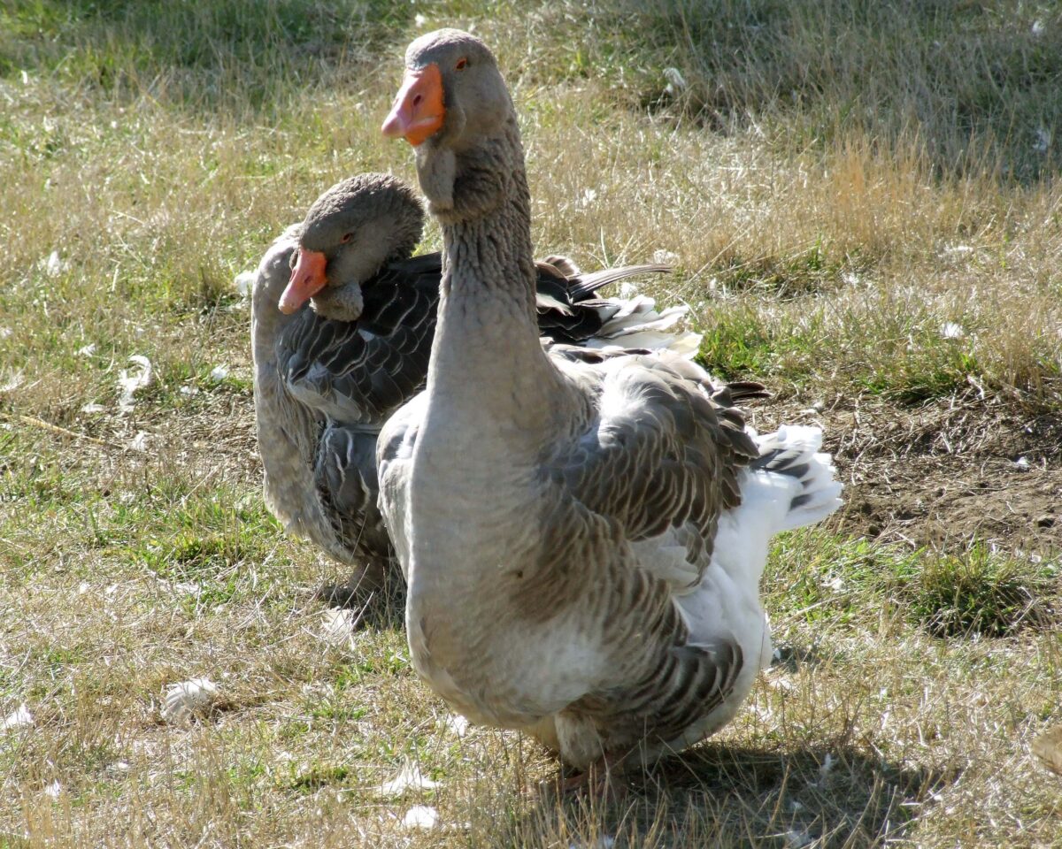 19 Months Toulouse (Dewlap) Goose for Sale 19 Months Toulouse (Dewlap) Goose for Sale