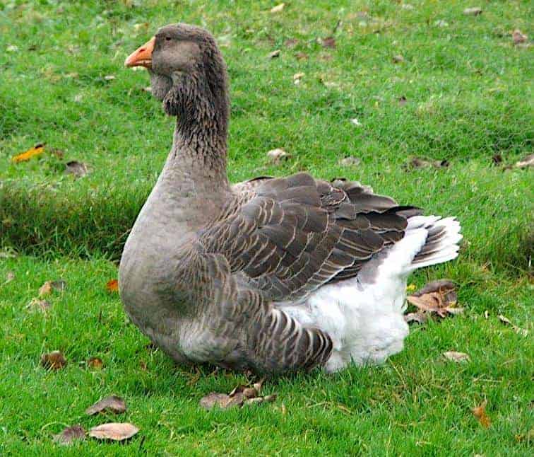 19 Months Toulouse (Dewlap) Goose for Sale 19 Months Toulouse (Dewlap) Goose for Sale