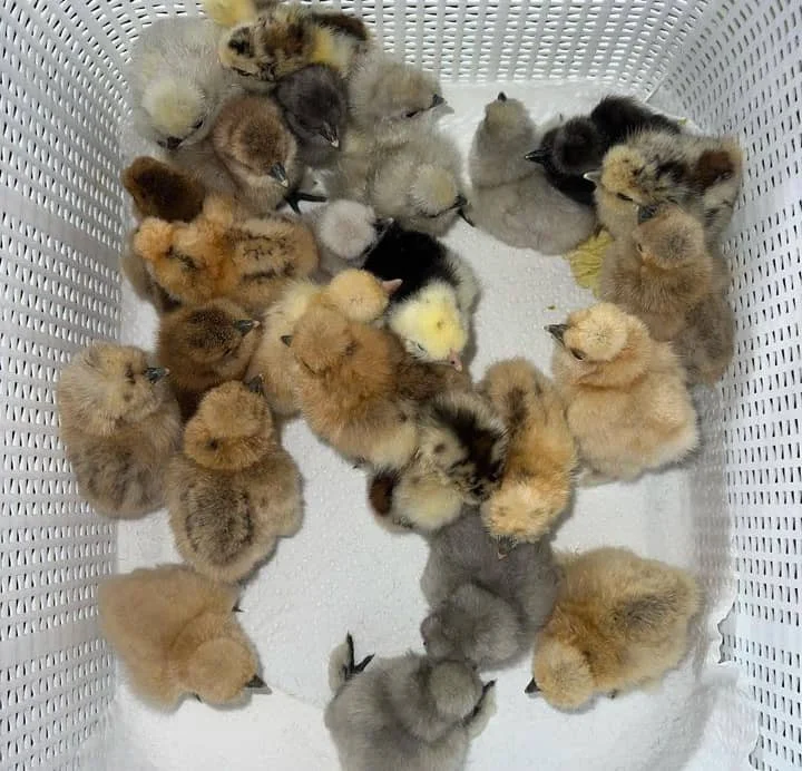 day-old Dom gamefowl chicks day-old Dom gamefowl chicks