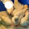 Kelso 2-week-old female chicks for Sale