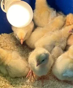 Kelso 2-week-old female chicks for Sale
