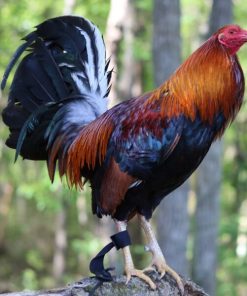 Albany Gamefowl Hatching Eggs