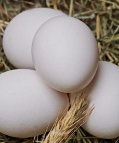 Available Austra White Hatching Eggs