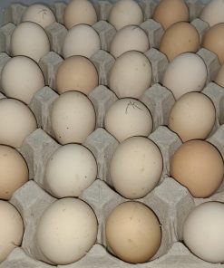 Black Australorp Hatching Eggs Near Me