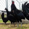 Black Gamefowl