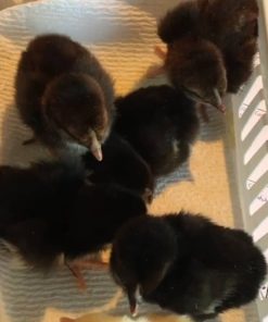 Black Mclean Chicks