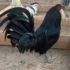Black Mclean Rooster