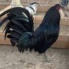 Black Mclean Rooster