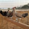 Blue Grey Rooster