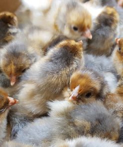 Blue/Splash Laced Red Wyandottes Hatching Eggs