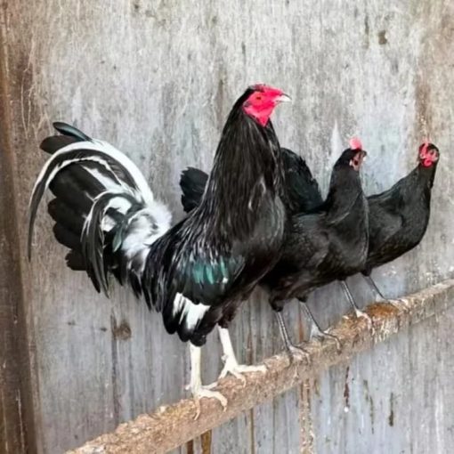 Brassback Game Fowl Trio Brassback Game Fowl Trio