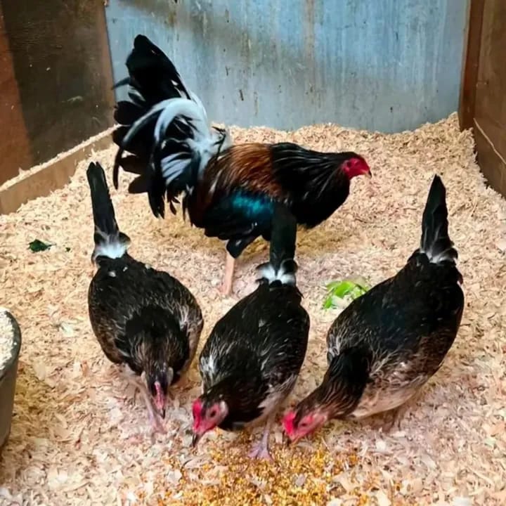 Brassback gamefowl trio for sale Brassback gamefowl trio for sale