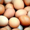 Buy Black Jersey Giants Hatching Eggs
