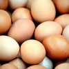 Buy Black Jersey Giants Hatching Eggs