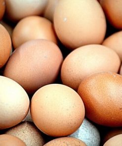 Buy Delaware Hatching Eggs