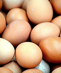Buy Delaware Hatching Eggs
