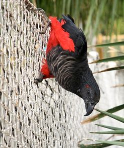 Buy Dracula Parrots Online