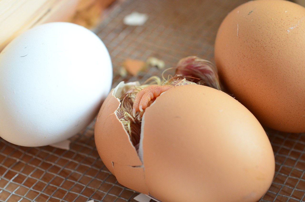 Buy Easter Egger Hatching Eggs Buy Easter Egger Hatching Eggs