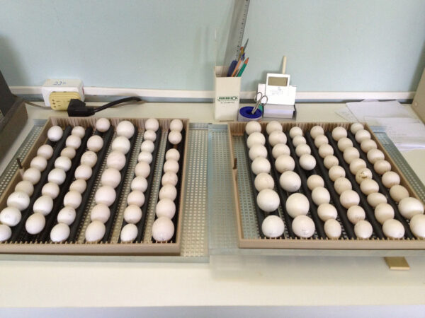 Buy Fertile Parrot Eggs Online Buy Fertile Parrot Eggs Online