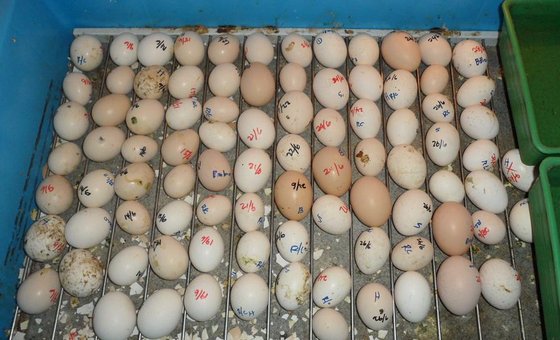 Buy Fertile Parrot Eggs Online Buy Fertile Parrot Eggs Online