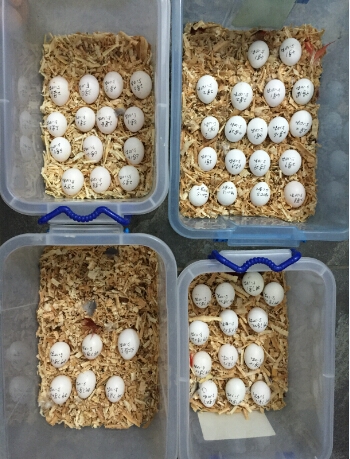 Buy Fertile Parrot Eggs Online Buy Fertile Parrot Eggs Online