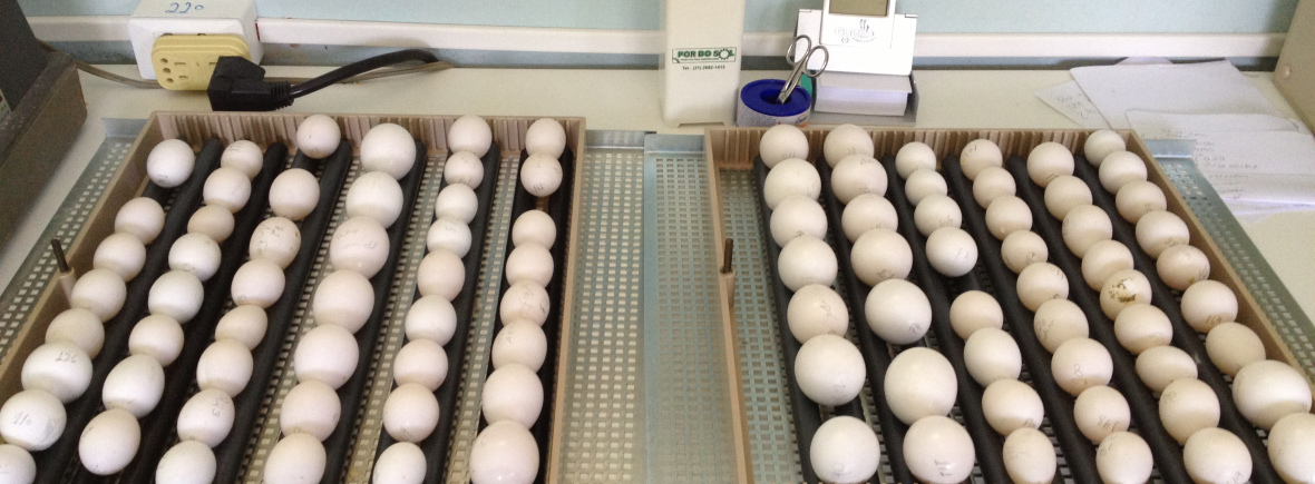 Buy Fertile Parrot Eggs Online Buy Fertile Parrot Eggs Online