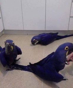 Buy Hyacinth Macaw Parrots
