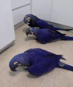 Buy Hyacinth Macaw Parrots