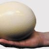Buy Ostrich Eggs Online