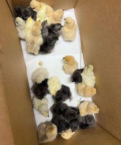 Cardinal Kelso Chicks