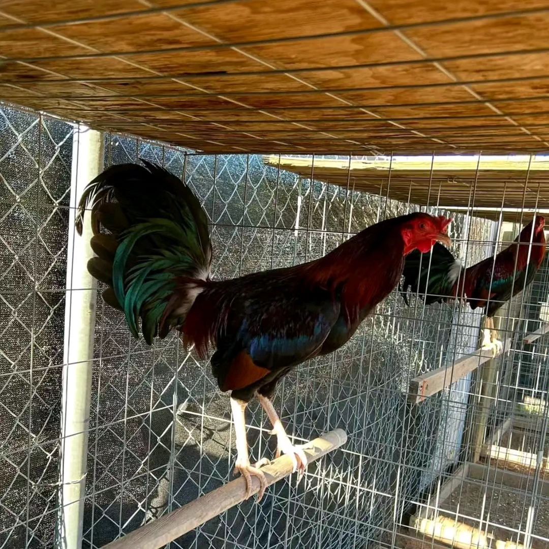Robbie White Kelso gamefowl Robbie White Kelso gamefowl
