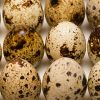 Fertile Golden Pheasant Eggs