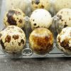 Fertile Golden Pheasant Eggs