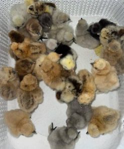 Gilmore Hatch Chicks