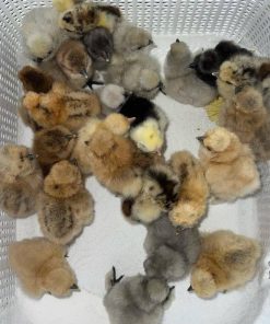 Gilmore Hatch Chicks