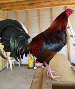 Pure Grey Rock Roundhead cock