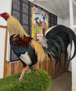 Chocolate Grey Roundhead Kelso Cock