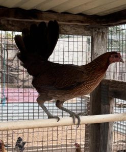 Pure Ruble Hatch Pullet for Sale